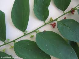 Image result for Phyllanthus macranthus