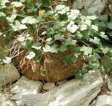 Image result for Gerrardanthus lobatus