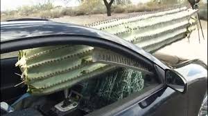 19.000 saniyelik the guy jumps out of stok videoyu 25fps çözünürlükle alın. Arizona Man Who Crashed Into Cactus Charged With Dui Digital Hub Montanarightnow Com