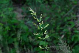 Image result for Poa binata