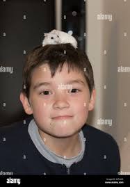 Funny picture, with a little boy having fun with a little hamster mouse in  his head Stock Photo