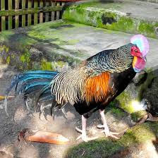 We did not find results for: 5 Cara Budidaya Ayam Hutan Hijau Lengkap Beserta Ciri Cirinya
