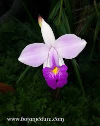 Image result for Thunbergia graminifolia