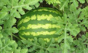 Step 3) watermelon plants are very frost sensitive and exposure to cold temperature levels can quickly kill them. How To Grow Watermelon The Ultimate Guide To Summer S Bounty Epic Gardening