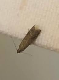 The propest pheronet pantry pest moth trap is a distinctive trap in that it not only is designed to capture the pantry moths, like the indian meal moth, but also cigarette beetles. Help Pantry Moths In My Bedroom Looking To Identify And How To Get Of Them Nothing Has Worked Can T Find The Source Pestcontrol