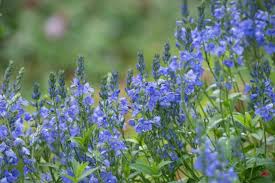 Image result for Melhania prostrata