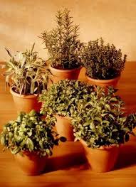 Herbs For Healing Sinus Infections Might Have To Look Into Some Of These Since I Don T Like Taking Medicine