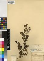 Image result for Psydrax fragrantissima