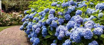 Große auswahl an hortensien zu günstigen preisen. Hydrangea Care Questions And Answers Bru Mar Gardens