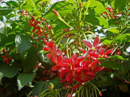 Image result for Combretaceae