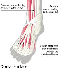 Diagram of foot abductor hallucis muscle wikipedia. Anatomy Of Feet And How To Care For Them Mavala Switzerland