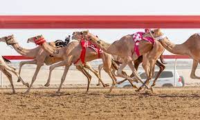 Camel racing in abu dhabi is an ancient. Father Amir Camel Racing Festival Continues With Strong Competitions What S Goin On Qatar