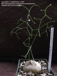 Image result for Schizobasis intricata