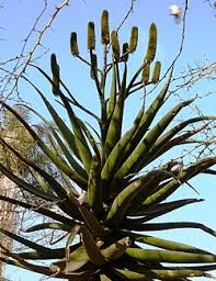Image result for Aloe haroniensis