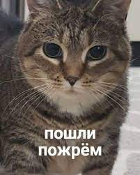 Приколы для даунов :: кошка :: разное / картинки, гифки, прикольные  комиксы, интересные статьи по теме.