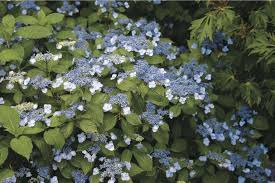 People always admire the beautiful colors of flowers in bloom but rarely does the reason a flower has color is the same reason a person may be born with brown or blond hair, possess blue or green eyes, dress in colorful. Hydrangeas How To Change Color From Pink To Blue Gardenista