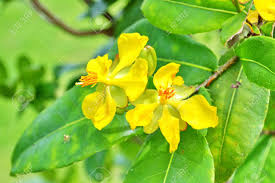 Image result for Ochna kirkii