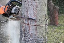 Unter bestimmten umständen ist es zu gefährlich. Baum Richtig Fallen Anleitung Und Genehmigungen Gartendialog De