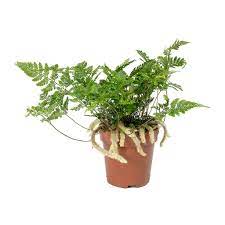 A rabbit's foot fern needs to rest during the winter in an area that has a little less light and where the temperature is around 55°f (12.8°c). Humata Tyermannii White Rabbit S Foot Fern Hortology In 2020 Rabbit Foot Fern Plants Indoor Plants