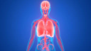 List of organs of the body organs are the structures formed by a group of tissues. Diabetes And The Body