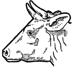 How To Draw Cow S Face And Head With Step By Step Drawing Tutorial How To Draw Step By Step Drawing Tutorials You can also make digital drawings and paintings. head with step by step drawing tutorial