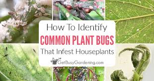 Here you may to know how to identify house plants. How To Identify Common Types Of Houseplant Bugs Get Busy Gardening
