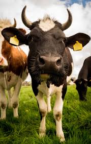 Livestock, farm animals, with the exception of poultry. Glt German Livestock Trading Gb