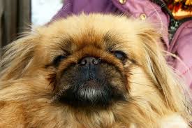 Pekinese Dog Stock Photo C Cobol1964 35782801