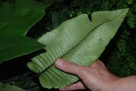 Image result for Diplazium humbertii