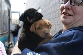 North Shore Animal...