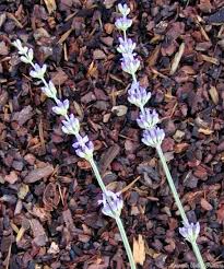 Image result for Lavandula angustifolia Vera