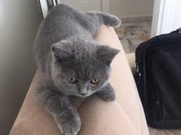 Kocaeli Kedi Ilanlari