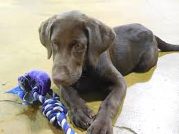 Visit at home veterinary care in tallahassee, fl and save 25% on your vet bill with a pet plan by pet assure. At Home Veterinary Care 1833 Junwin Ct Tallahassee Fl Veterinarians Mapquest