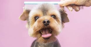Best pet groomers near you. Furry Friends And Furbabies 3 Best Pet Grooming At Tampines Near Me 2021