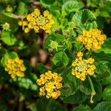 Image result for Lantana