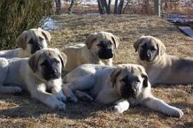 Kangal Yavrusu Fiyatlari 2020 Satilik Kangal Fiyatlari Ve Ilanlari Kangal Dunyasi 05443471021