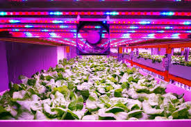 Micro Naps For Plants Flicking The Lights On And Off Can Save Energy Without Hurting Indoor Plants Explore