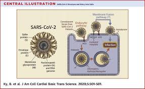 It was first identified in december 2019 in wuhan,. Covid 19 Clinical Trials A Primer For The Cardiovascular And Cardio Oncology Communities Sciencedirect
