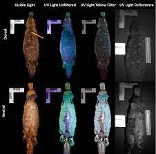 Contrary to their name, they are actually quite peaceful and social. Animals That Shine In The Dark Biofluorescence