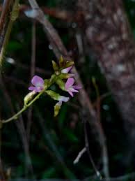 Image result for Ophrestia radicosa
