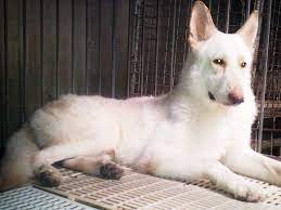 White German Shepherd Breeders And Owners