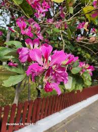 Image result for Bauhinia purpurea