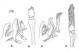 Image result for Disperis reklieberae