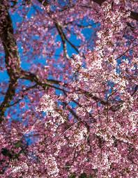 Chris Auguste '76, P'09, '12