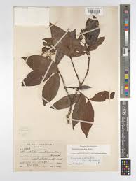 Image result for Rogiera cordata