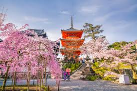 Cherry blossoms in arashiyama, outside of kyoto, japan. Where And When To See Japan S Cherry Blossom In 2021 Times Expert Traveller