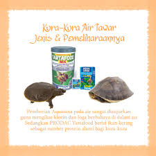 Kura kura darat makan apa ??? Kura Kura Air Tawar Jenis Pemeliharaannya Raja Petshop