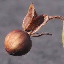 Image result for Xenostegia alatipes