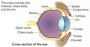When it comes to the question of how long your cat will live with their liver failure, it's best to have an in depth conversation with your vet on their specific prognosis. Eye Tumors Melanoma In Cats Vca Animal Hospital
