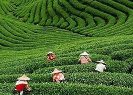 The longjing tea plantation is a famous dragon well tea plantation found in the leafy hills in the west lake it is a very famous tea throughout china and is well regarded for the bright coloured leaves. Pin On J æ±Ÿå— Jiangnan